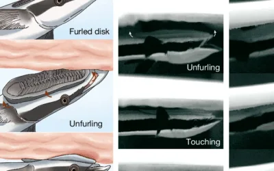 Mechanical underwater adhesive devices for soft substrates