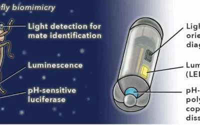 An ingestible capsule for luminance-based diagnosis of mesenteric ischemia